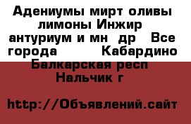 Адениумы,мирт,оливы,лимоны,Инжир, антуриум и мн .др - Все города  »    . Кабардино-Балкарская респ.,Нальчик г.